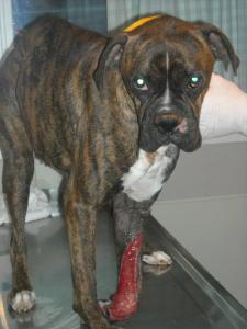 Bo in the early days