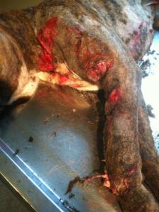 bo's original injuries