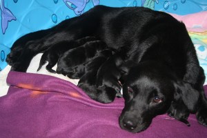 autumn puppies part 2 006