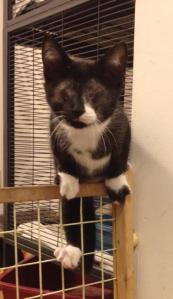 1452311_10200729320464649_56266688_n