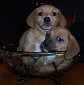 Gracie puppies in a bowl