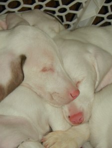 blind puppies sleeping