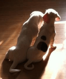 Puppies in sunshine