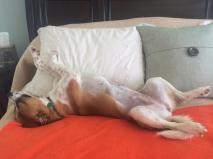 Vicki in the pillows