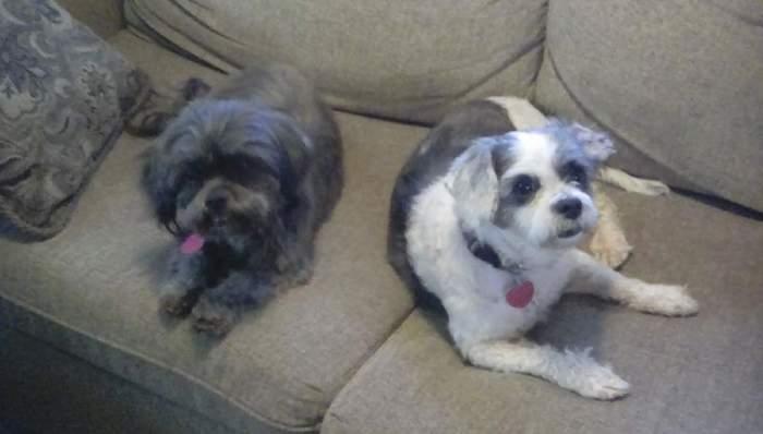 molly-and-lucy-picture-on-couch