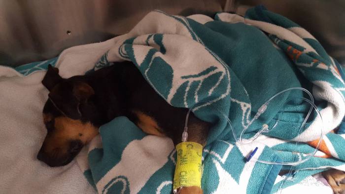 puppy with 2 broken legs