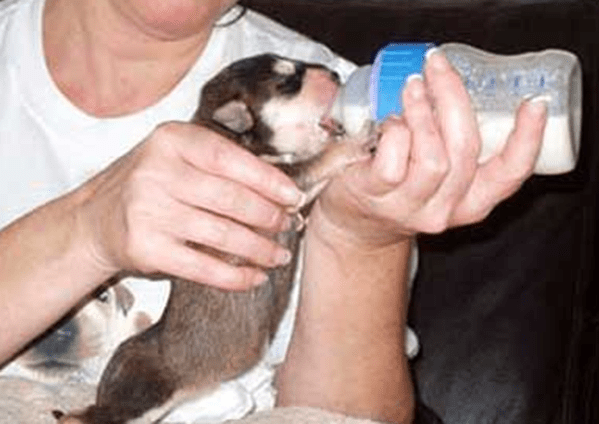 bottle feeding nipple
